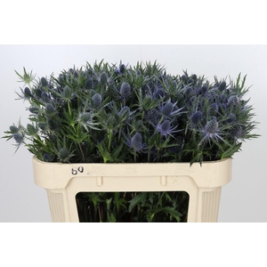 Eryngium Planum