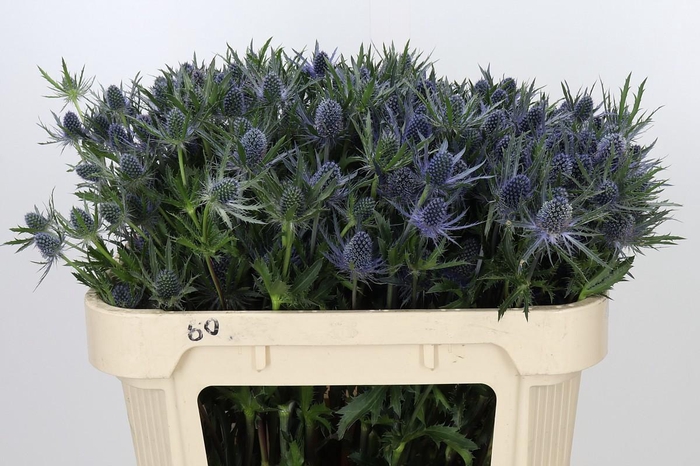 <h4>Eryngium Planum</h4>