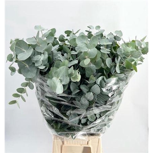 Eucalyptus per bos cinerea