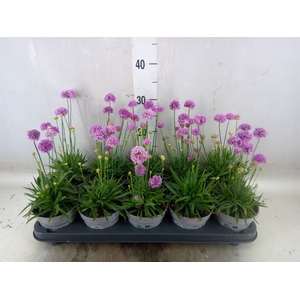 Armeria pseud.