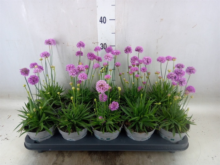 <h4>Armeria pseud.</h4>
