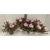 Abelia Pink Lady 13T