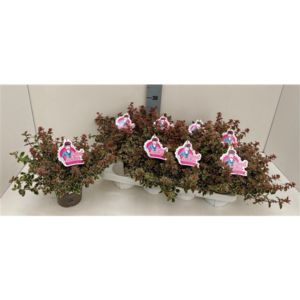 Abelia Pink Lady 13T