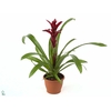 Guzmania Switch (Decorum)