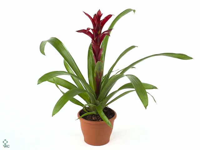 Guzmania Switch (Decorum)