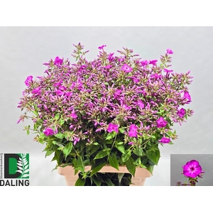 Phlox Gogo Purple Daling