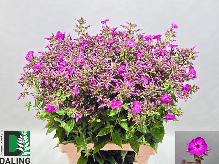 <h4>Phlox Gogo Purple Daling</h4>
