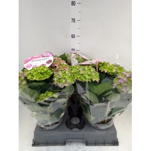 Hydrangea mac.   ...