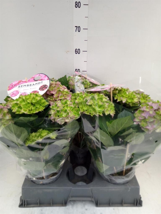 <h4>Hydrangea mac.   ...</h4>