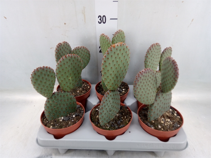 <h4>Opuntia microdasys</h4>