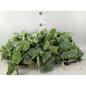 Scindapsus pictus 'Silvery Ann'