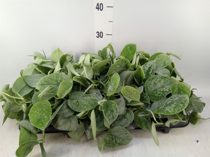 <h4>Scindapsus pictus 'Silvery Ann'</h4>