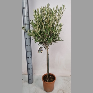 OLEA EUROPAEA