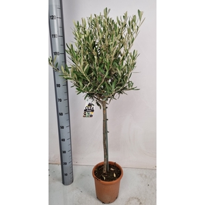 OLEA EUROPAEA