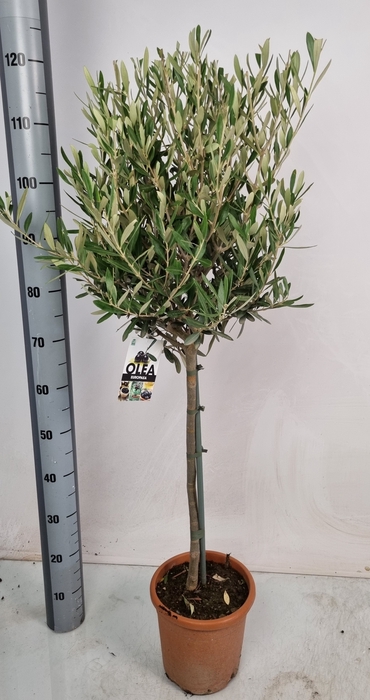 <h4>OLEA EUROPAEA</h4>