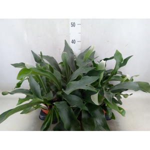 Platycerium bifurc.