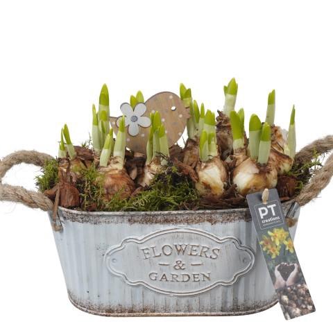 <h4>PTN8579 Arrangement Narcissus in zink pot</h4>