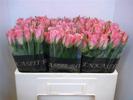 <h4>R Gr Ace Pink+</h4>