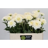 Dahlia White Onesta