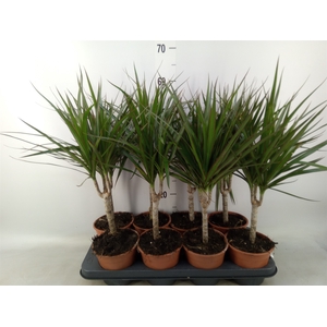 Dracaena marg.