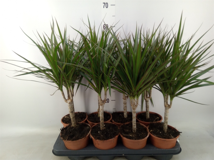 <h4>Dracaena marg.</h4>