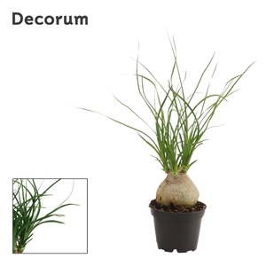 Beaucarnea Bol 6 cm (Decorum)