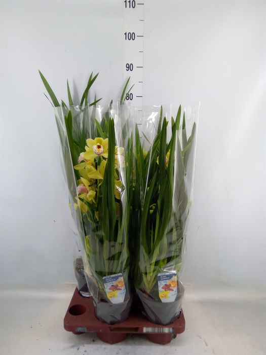 <h4>Cymbidium   ...</h4>