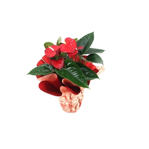 Anthurium XL.88 Aloha Red 14cm met rondello