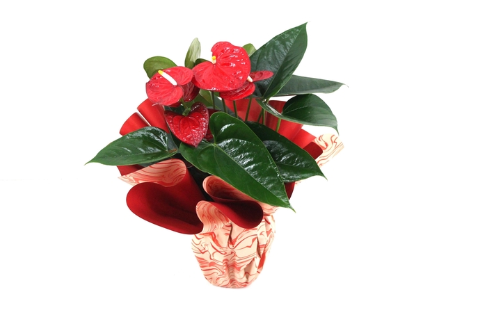 <h4>Anthurium XL.88 Aloha Red 14cm met rondello</h4>