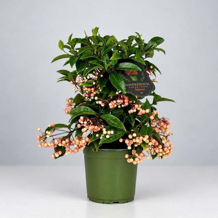 <h4>Ardisia crenata Bospremium Salmon</h4>