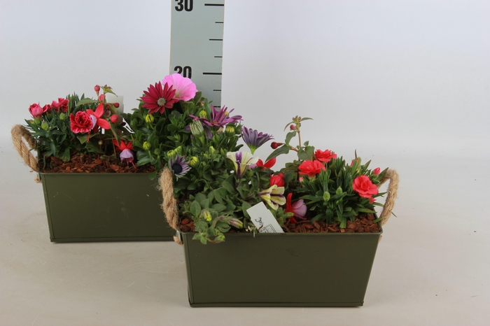 <h4>ARR TUINPLANTEN</h4>