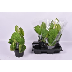 Syngonium Ice Frost 15Ø 40cm