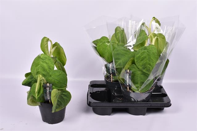 Syngonium Ice Frost 15Ø 40cm