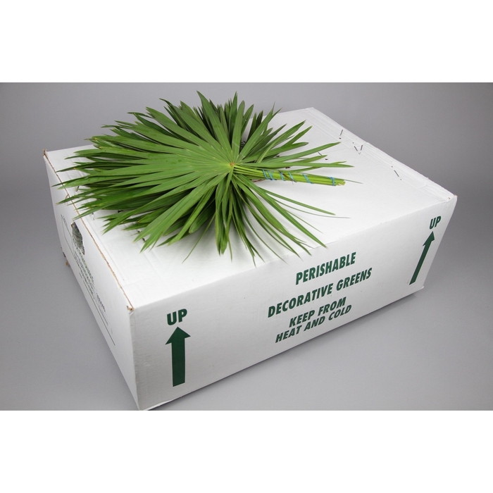<h4>Palmetto</h4>