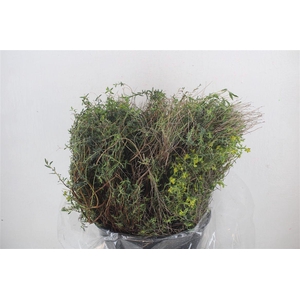 Euph Spinoza Medium 200gr P Bunch