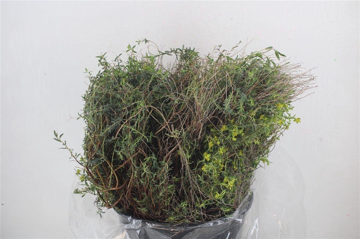 <h4>Euph Spinoza Medium 200gr P Bunch</h4>