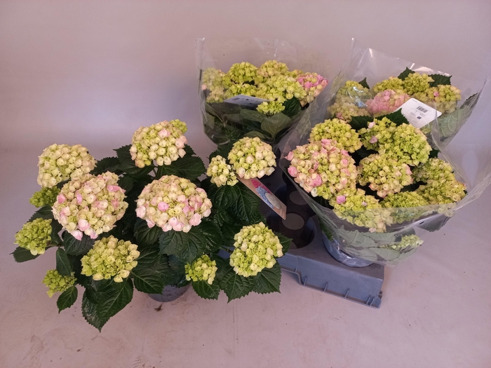 <h4>HYDR M HI RIVER</h4>