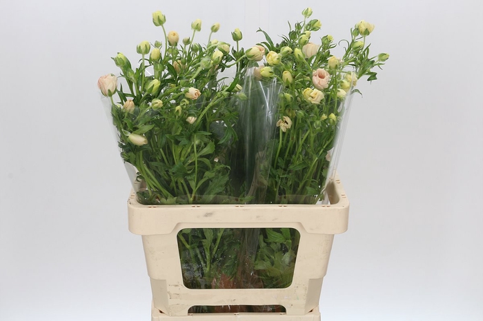 <h4>Ranunculus Butterfly Melissa</h4>