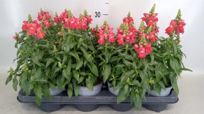 <h4>Antirrhinum  'FloriniDiana Br Red'</h4>