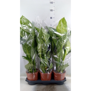 Dieffenbachia seg. 'Tropic Snow'