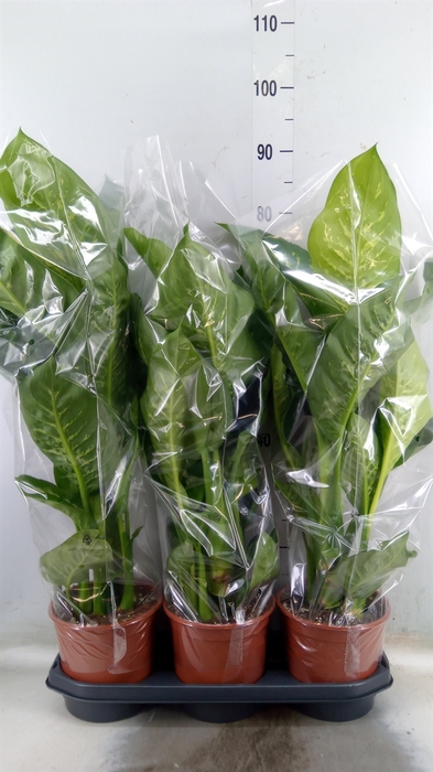 <h4>Dieffenbachia seg. 'Tropic Snow'</h4>