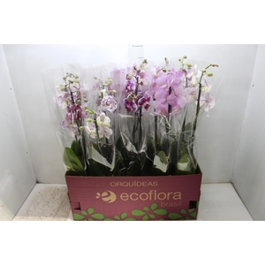 PHALAENOPSIS P12 2 HT