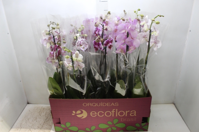 <h4>PHALAENOPSIS P12 2 HT</h4>