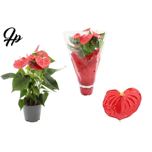 Anthurium 14 cm Esudo in Couture sleeve
