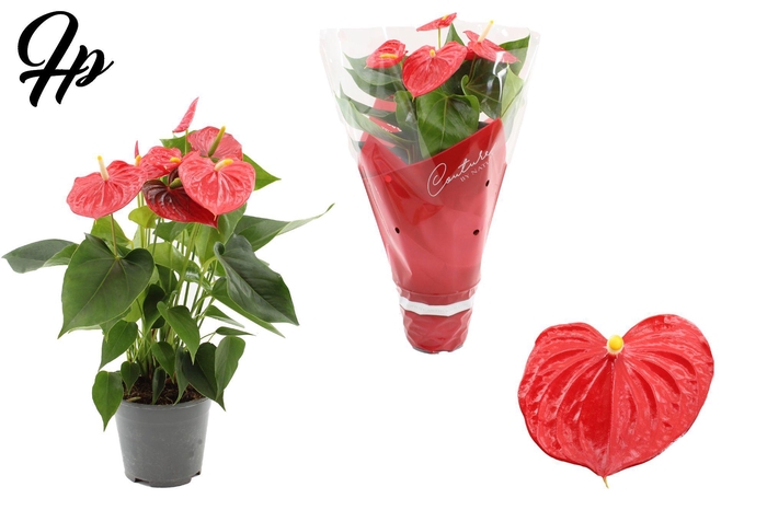 <h4>Anthurium 14 cm Esudo in Couture sleeve</h4>