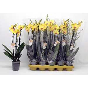 PHAL F LIMELIGHT