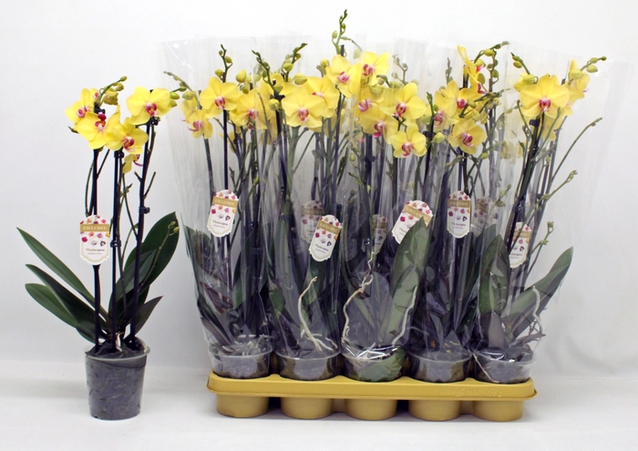 <h4>PHAL F LIMELIGHT</h4>
