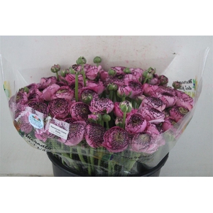 Ran Cloni Sup Cappucino Purple