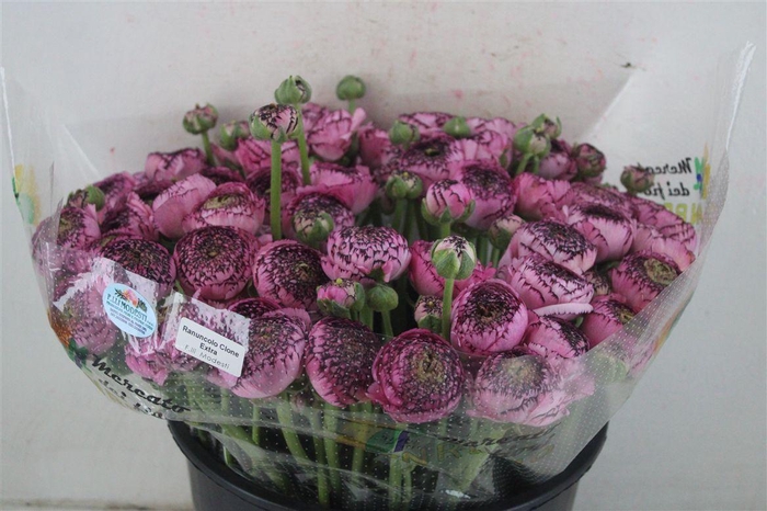 <h4>Ran Cloni Sup Cappucino Purple</h4>