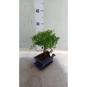 Bonsai   ...mix